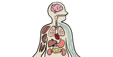 New Interactive Body Tool