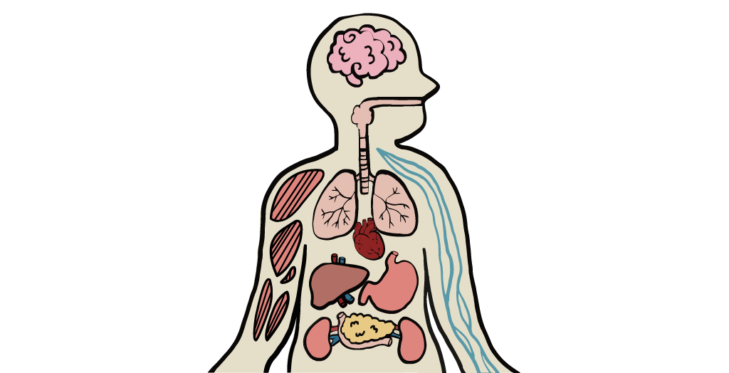 Interactive body tool